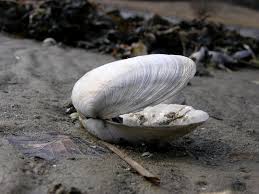 Attēlu rezultāti vaicājumam “Mya arenaria”