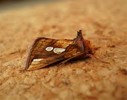 Attēlu rezultāti vaicājumam “Plusia festucae”