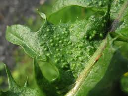 Attēlu rezultāti vaicājumam “Trioza dispar”