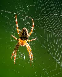 Attēlu rezultāti vaicājumam “Araneus diadematus female”