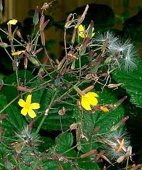 Attēlu rezultāti vaicājumam “Mycelis muralis flower”