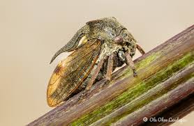 Attēlu rezultāti vaicājumam “Centrotus cornutus”