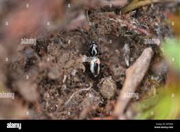 Attēlu rezultāti vaicājumam “Bembidion litorale”