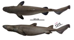 Image result for Dalatias licha