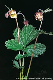 Attēlu rezultāti vaicājumam “Geum rivale leaf”