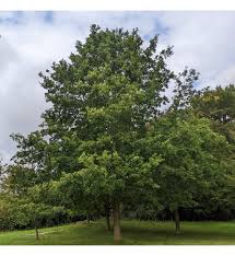 Attēlu rezultāti vaicājumam “Quercus robur”