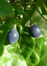 Attēlu rezultāti vaicājumam “Stemonaria irregularis macro”