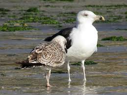 Attēlu rezultāti vaicājumam “Larus marinus”