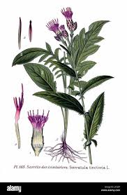 Attēlu rezultāti vaicājumam “Serratula tinctoria flower”