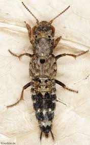 Attēlu rezultāti vaicājumam “Ontholestes murinus”