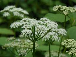 Attēlu rezultāti vaicājumam “Umbelliferae”