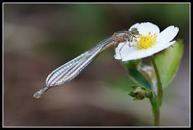 Attēlu rezultāti vaicājumam “Coenagrion armatum female”