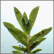 Attēlu rezultāti vaicājumam “Fissidens gracilifolius”