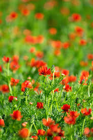 Image result for Adonis aestivalis