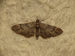 Attēlu rezultāti vaicājumam “Gymnoscelis rufifasciata”