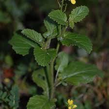 Attēlu rezultāti vaicājumam “Sinapis alba”