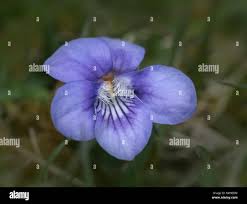 Attēlu rezultāti vaicājumam “Viola rupestris flower”