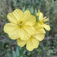 Image result for Nachtkerze