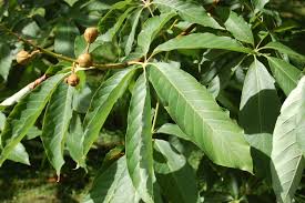 Attēlu rezultāti vaicājumam “Aesculus”