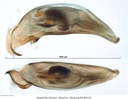 Attēlu rezultāti vaicājumam “Asaphidion pallipes”