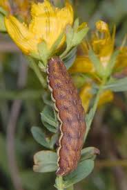 Attēlu rezultāti vaicājumam “Actinotia polyodon”