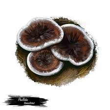 Attēlu rezultāti vaicājumam “Phellodon tomentosus”