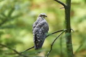 Image result for Pernis apivorus