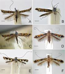 Attēlu rezultāti vaicājumam “Gracillariidae”