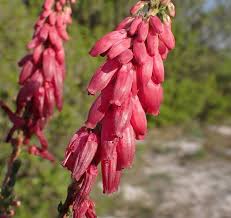 Attēlu rezultāti vaicājumam “Ericaceae”