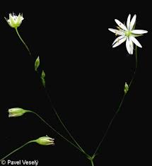 Attēlu rezultāti vaicājumam “Stellaria graminea”