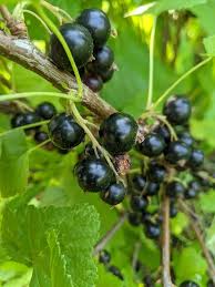 Attēlu rezultāti vaicājumam “Ribes nigrum fruit”