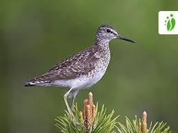 Attēlu rezultāti vaicājumam “Tringa glareola”