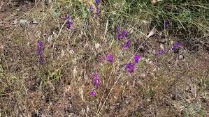 Attēlu rezultāti vaicājumam “Consolida regalis bud”