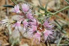 Attēlu rezultāti vaicājumam “Libanotis montana”