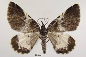 Attēlu rezultāti vaicājumam “Spargania luctuata”