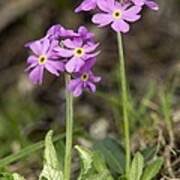 Attēlu rezultāti vaicājumam “Primula farinosa flower”