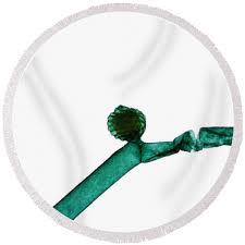 Attēlu rezultāti vaicājumam “Nitella sp.”