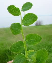 Attēlu rezultāti vaicājumam “Lathyrus japonicus subsp. maritimus fruit”