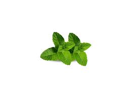 Attēlu rezultāti vaicājumam “Mentha arvensis leaf”