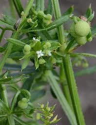Attēlu rezultāti vaicājumam “Galium elongatum flower”