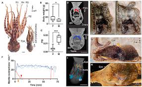Attēlu rezultāti vaicājumam “Polypogon tentacularius male”
