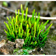 Attēlu rezultāti vaicājumam “Anthocerotopsida”