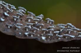 Attēlu rezultāti vaicājumam “Diderma hemisphaericum”