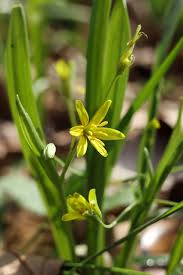 Attēlu rezultāti vaicājumam “Gagea lutea leaf”