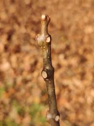 Attēlu rezultāti vaicājumam “Catalpa”