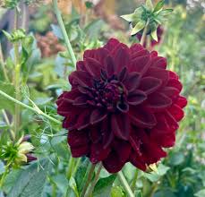 Image result for Dahlia Darkarin`