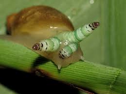 Attēlu rezultāti vaicājumam “Leucochloridium paradoxum”