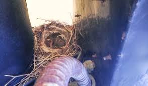 Attēlu rezultāti vaicājumam “Motacilla alba nest”