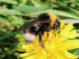 Attēlu rezultāti vaicājumam “Psithyrus sylvestris”