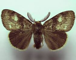 Attēlu rezultāti vaicājumam “Gynaephora selenitica”